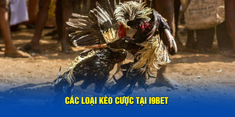 Các loại kèo cược tại đá gà i9Bet