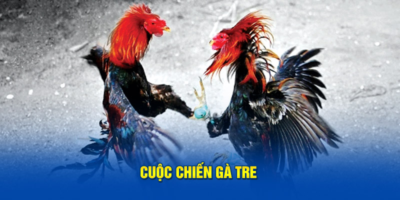 Cuộc chiến gà tre