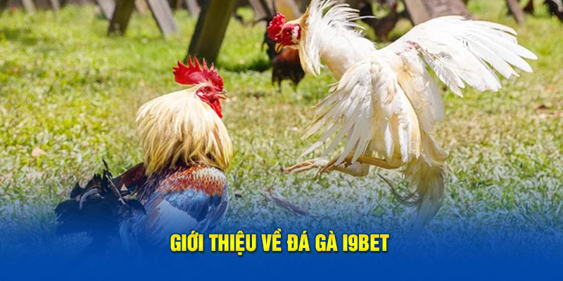 Giới thiệu về đá gà i9Bet