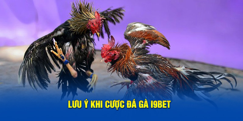 Lưu ý khi cược đá gà i9Bet