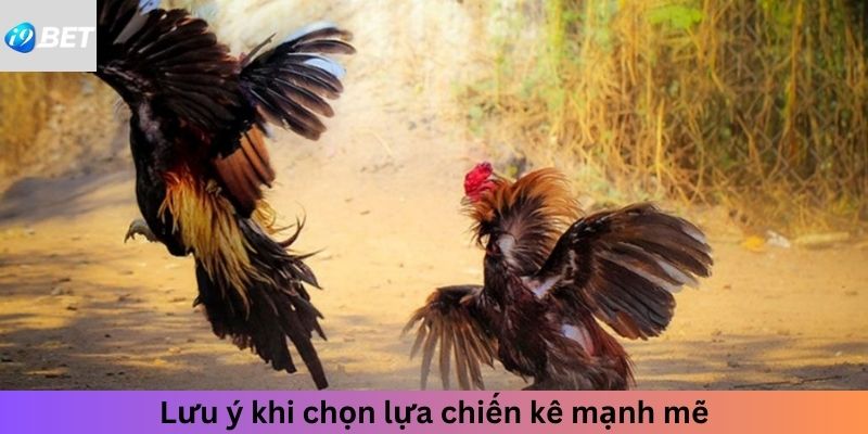 Lưu ý khi chọn lựa chiến kê mạnh mẽ