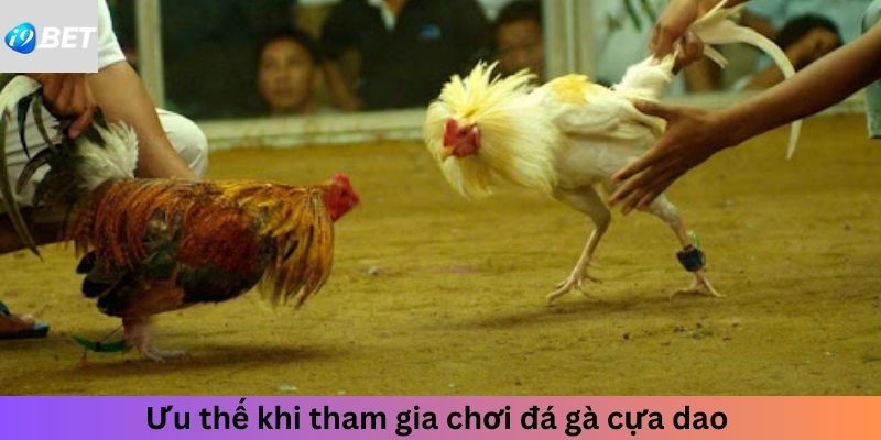 Ưu thế khi tham gia chơi đá gà cựa dao