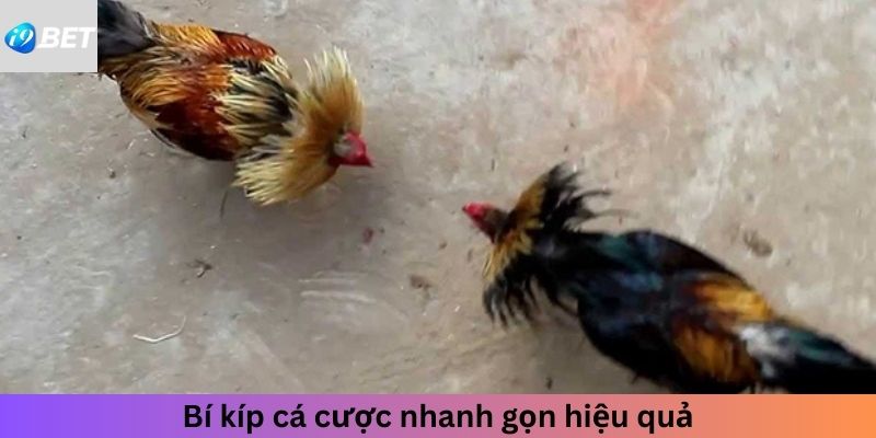 Bí kíp cá cược nhanh gọn hiệu quả