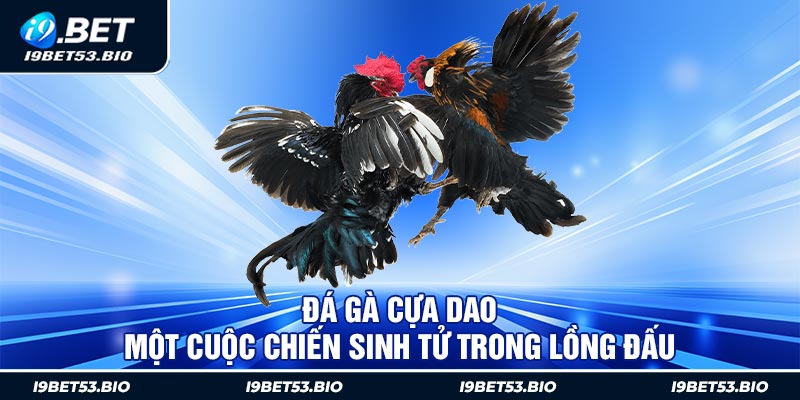 Đá Gà Cựa Dao - Một Cuộc Chiến Sinh Tử Trong Lồng Đấu