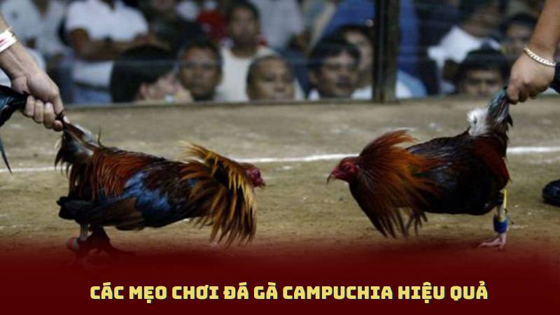 Các mẹo chơi Đá Gà Campuchia hiệu quả