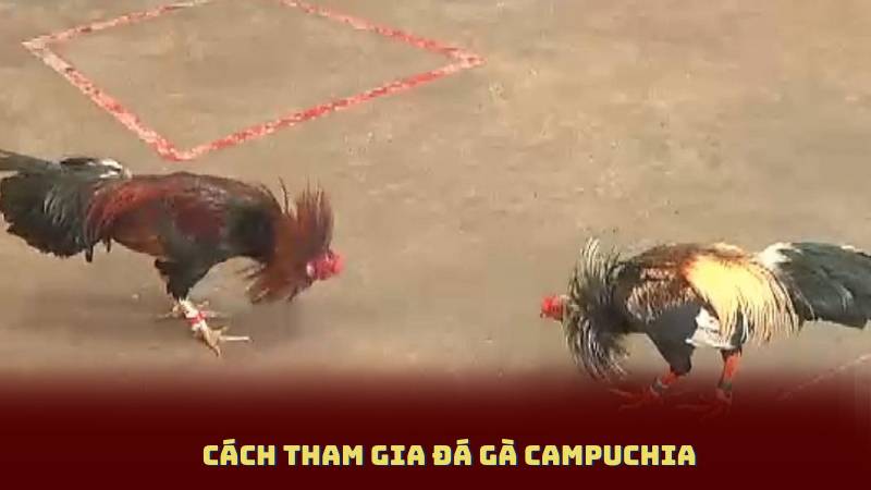 Cách tham gia Đá Gà Campuchia