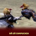 Đá Gà Campuchia - Cách Tham Gia Và Những Điều Cần Lưu Ý
