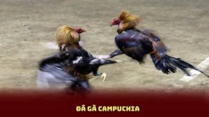 Đá Gà Campuchia - Cách Tham Gia Và Những Điều Cần Lưu Ý