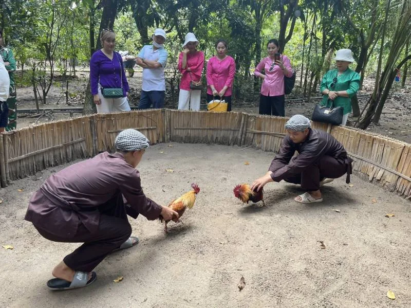 Đá Gà Miền Tây – Văn Hóa Giải Trí Đậm Chất Miền Sông Nước