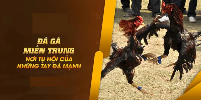 Đá Gà Miền Trung – Thế Giới Chiến Kê Máu Lửa Giữa Lòng Nắng Gió