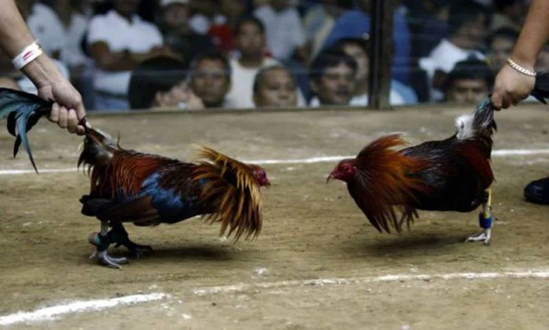 Đá gà cựa tròn là gì?