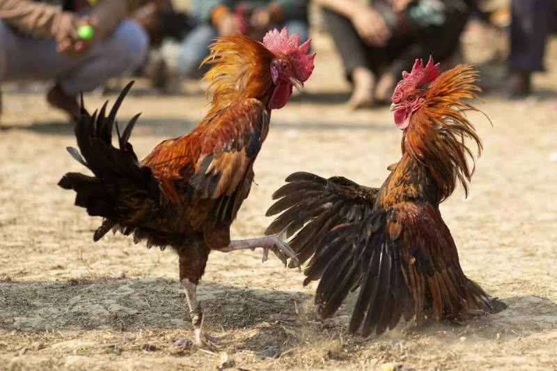 Một vài mẹo vàng từ dân chơi lâu năm