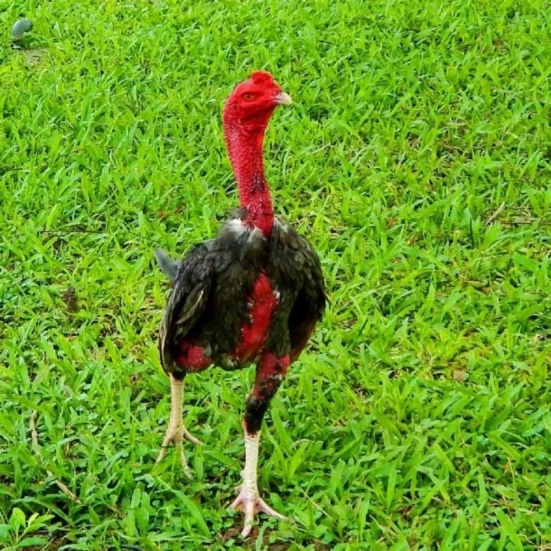 Phân loại gà nòi phổ biến hiện nay
